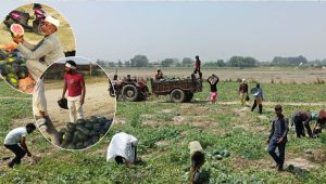 राप्तीको बगरमा भारतीय कृषकको तरबुजा व्यापार: नेपाली भूमिमा करोडौँको आम्दानी