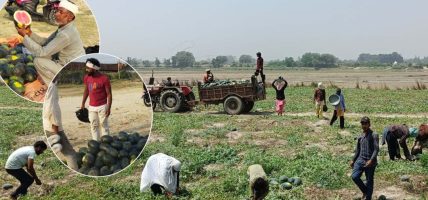 राप्तीको बगरमा भारतीय कृषकको तरबुजा व्यापार: नेपाली भूमिमा करोडौँको आम्दानी