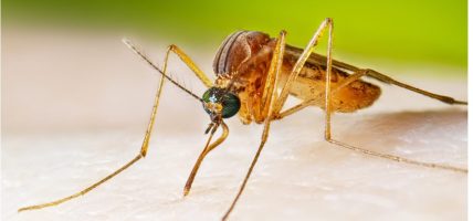 डेढ महिनामा तीनको ज्यान लियो जापानीज इन्सेफ्लाइटिस, नौ जना डेङ्गी संक्रमित